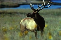 Elk in Tennessee