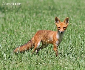 Red Fox in field. See page text for Red Fox description. Click image for larger view. Photo Credit: James Hurt.