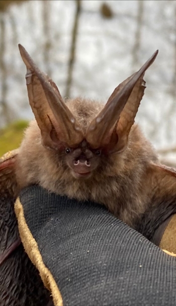 TWRA Virginia Big-eared Bat