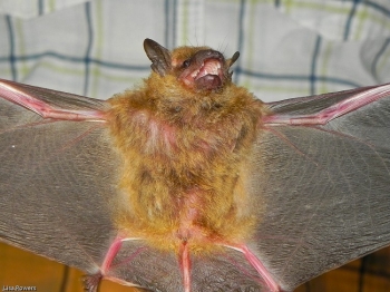 Big Brown Bat with wings spread.