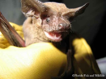 Brazilian Free-tailed Bat in a gloved hand.