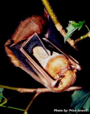 Eastern Red Bat hanging from plant. Photo Credit Price Seewell.