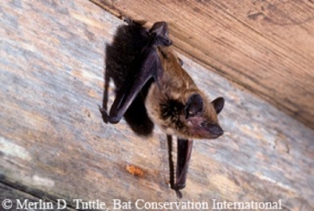 Evening Bat hanging in a barn. Photo Credit Merlin Tuttle Bat Conservation International.