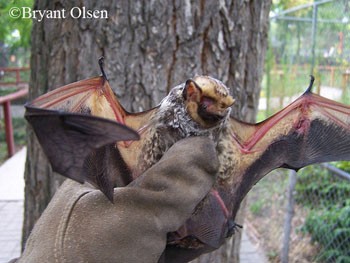 Hoary Bat being held by researcher. Photo Credit Bryant Olsen.
