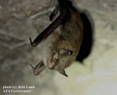 Indiana Bat