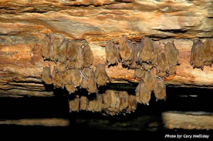 little-brown-bat2 little-brown-bat2
