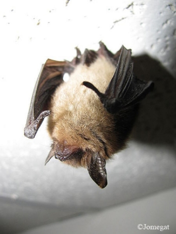 Northern Long-eared Bat hanging upside down.