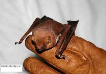 Seminole Bat in researchers hand.