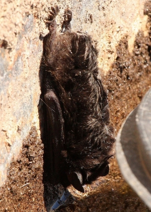 Silver haired bat on the side of a cave. Silver haired bat on the side of a cave.