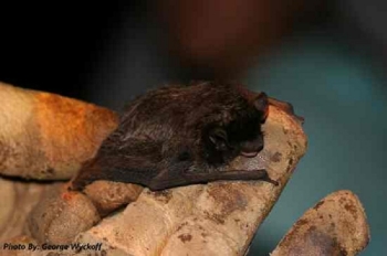 Silver haired bat in a researchers hand.