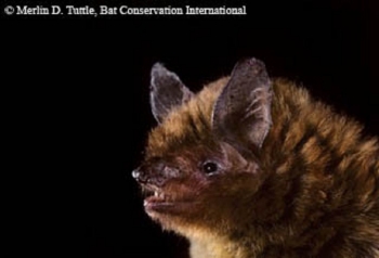 Southeastern Bat in a researchers hand.