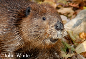American Beaver. Photo Credit John White.