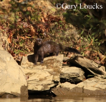 American Mink. Photo Credit: Gary Loucks.