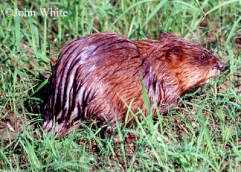Common Muskrat in grass. Photo Credit: John White.