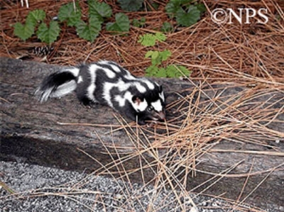 Young eastern spotted skunk on a log.