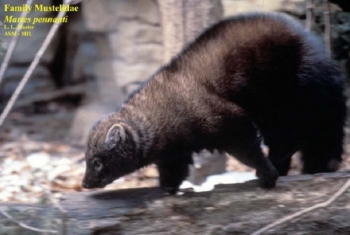 Fisher walking. Photo Credit: Mustelidea.
