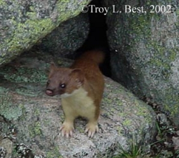 A Long-tailed Weasel, on a rock.