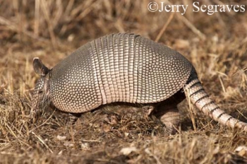 Nine-banded Armadillo walking in a field. Photo Credit Jerry Segraves.