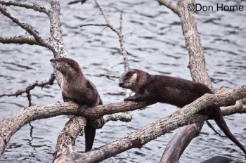 Northern American River Otters on trees over water. Photo Credit Don Horne.