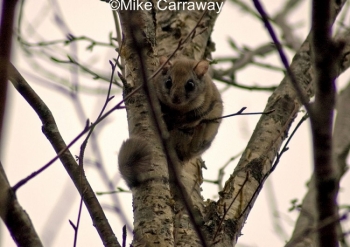Northern Flying Squirrel in a tree. Photo Credit Mike Carraway.