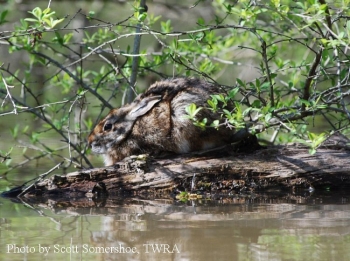 Swamp Rabbit on a log beside a lake. Photo Credit Scott Somershoe.