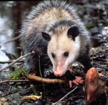 Opossum by water.