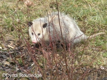 Virginia Opossum in the grass. Photo Credit Cyndi Routledge.