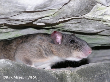 Allegheny Woodrat in between rocks. Photo Credit Kirk Miles.