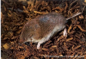 American Pygmy Shrew in dirt.