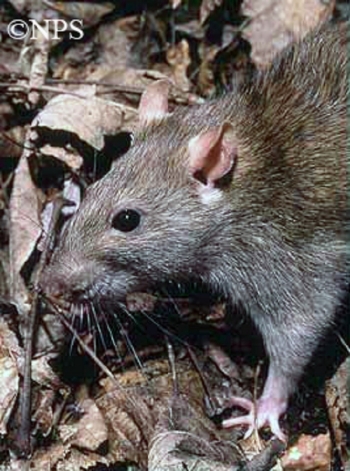 Brown Rat in fall leaves. Brown Rat in fall leaves.