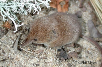 Cinereus Shrew on a rock. Photo Credit Phil Myers