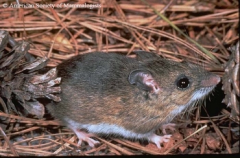 Cotton Deermouse in a field.