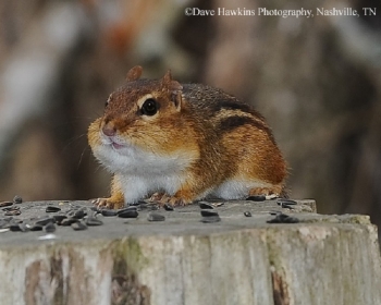 Eastern Chipmunk on a stump. Photo Credit Dave Hawkins.