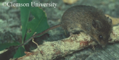 Eastern Harvest Mouse on the ground.