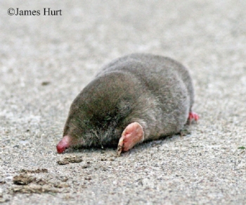 Eastern Mole on pavement. Photo Credit James Hurt.