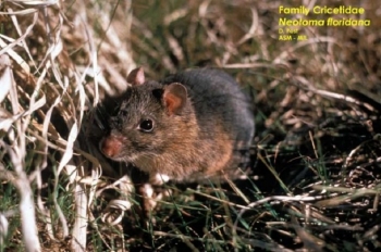 Eastern Woodrat in grass. Eastern Woodrat in grass.