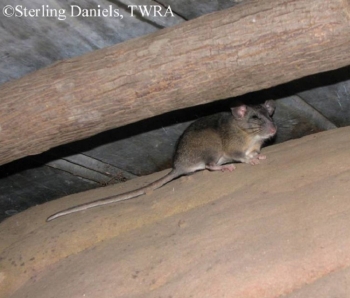 Eastern Woodrat in a barn. Photo Credit Sterling Daniels.