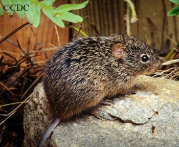 Hispid Cotton Rat on a rock. Photo Credit CDC