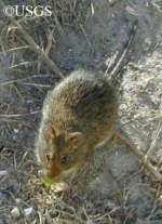 Marsh Oryzomys in dirt. Marsh Oryzomys in dirt.