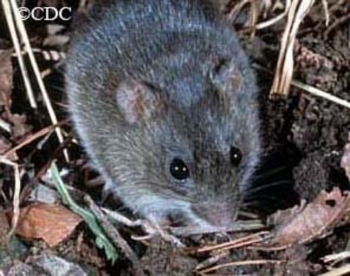 Marsh Oryzomys in leaf litter. Photo Credit CDC.