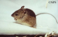 Meadow Jumping Mouse on cloth. /content/dam/tn/twra/images/mammals/meadow-jumping-mouse/meadow-jumping-mouse2.jpg