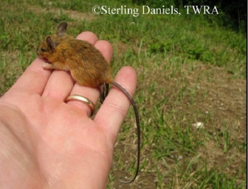 Meadow Jumping Mouse. Photo Credit Sterling Daniels.