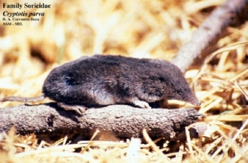 North American Least Shrew.