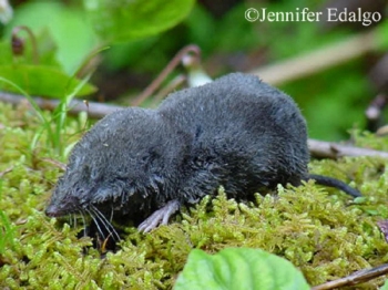 Northern Short-tailed Shrew. Photo Credit Jennifer Edalgo.
