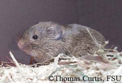 praire-vole praire-vole