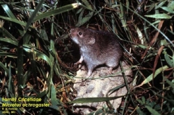 prairie-vole_750x540 prairie-vole_750x540