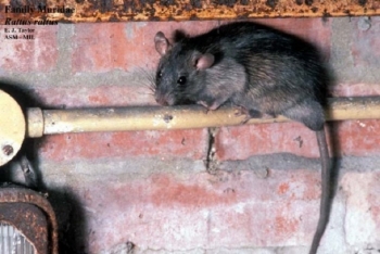 Roof Rat on small pipe.