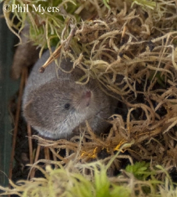 Smoky Shrew in leaf litter. Photo Credit Phil Myers. Smoky Shrew in leaf litter. Photo Credit Phil Myers.