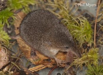 Smoky Shrew in leaf litter. Photo Credit Phil Myers.