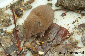 Southeastern Shrew on rocks. Photo Credit Corey Raimond.